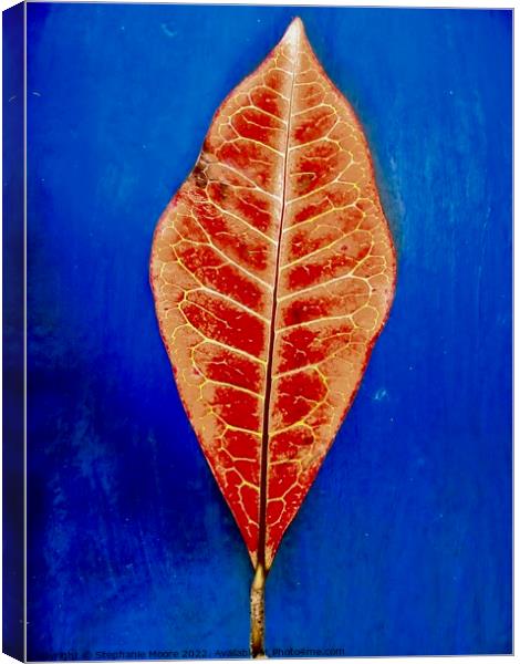 Red Leaf Canvas Print by Stephanie Moore