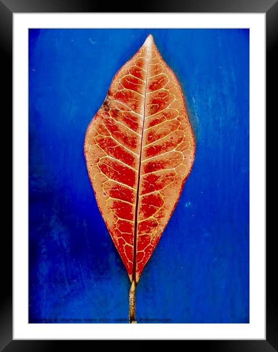Red Leaf Framed Mounted Print by Stephanie Moore
