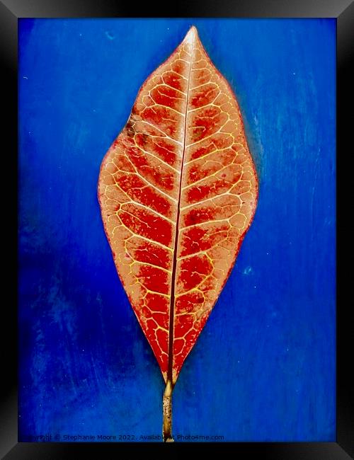 Red Leaf Framed Print by Stephanie Moore