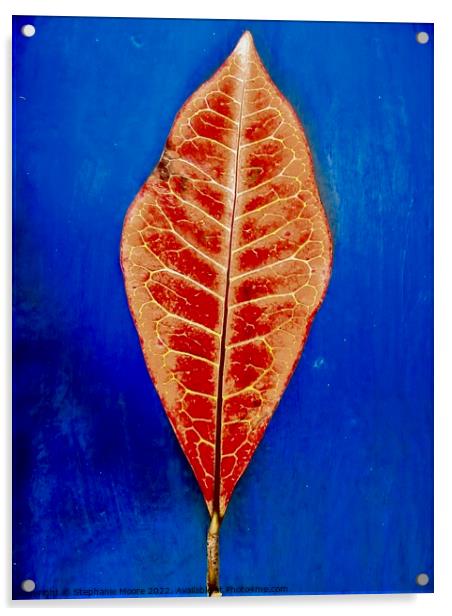 Red Leaf Acrylic by Stephanie Moore