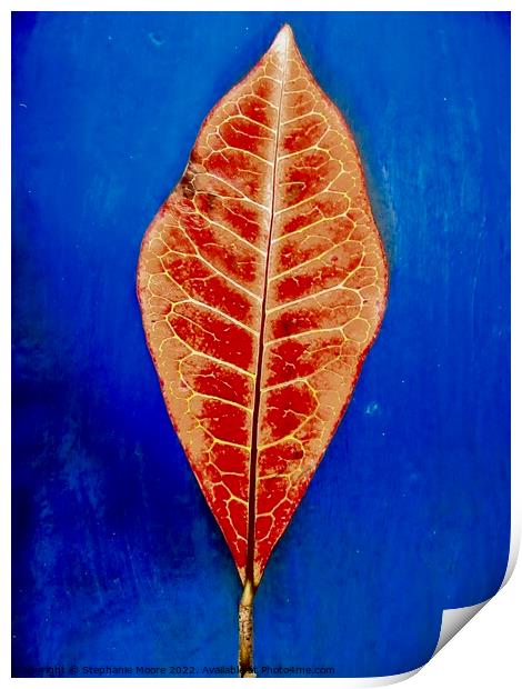 Red Leaf Print by Stephanie Moore