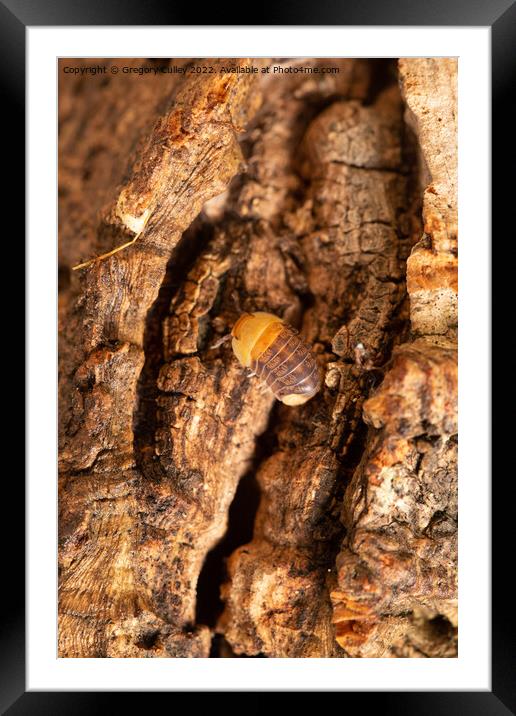 Rubber Ducky Isopod Cubaris on cork bark Framed Mounted Print by Gregory Culley