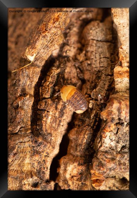 Rubber Ducky Isopod Cubaris on cork bark Framed Print by Gregory Culley