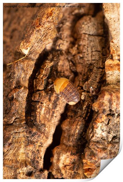 Rubber Ducky Isopod Cubaris on cork bark Print by Gregory Culley