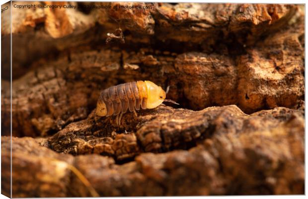 Rubber Ducky Isopod Cubaris walking on cork bark close up Canvas Print by Gregory Culley