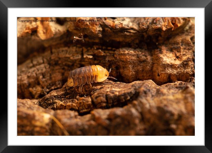 Rubber Ducky Isopod Cubaris walking on cork bark close up Framed Mounted Print by Gregory Culley