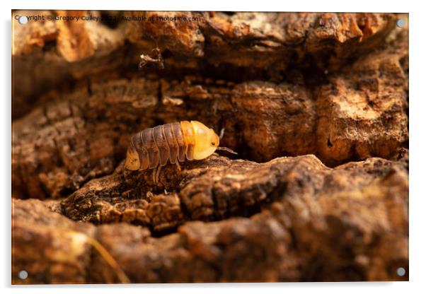 Rubber Ducky Isopod Cubaris walking on cork bark close up Acrylic by Gregory Culley