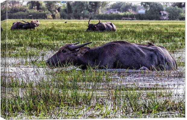 Water buffalo amongst the reeds and shallows of Thale Noi lake,  Canvas Print by Kevin Hellon