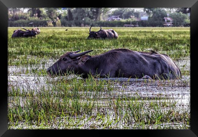 Water buffalo amongst the reeds and shallows of Thale Noi lake,  Framed Print by Kevin Hellon