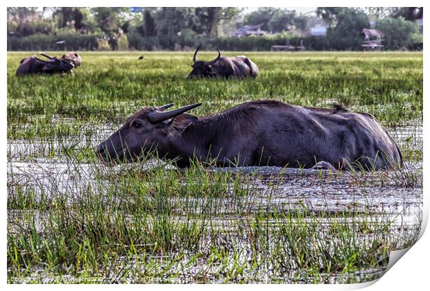 Water buffalo amongst the reeds and shallows of Thale Noi lake,  Print by Kevin Hellon