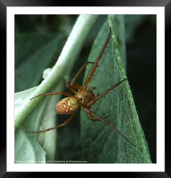 Garden Spider Framed Mounted Print by Debra Kelday