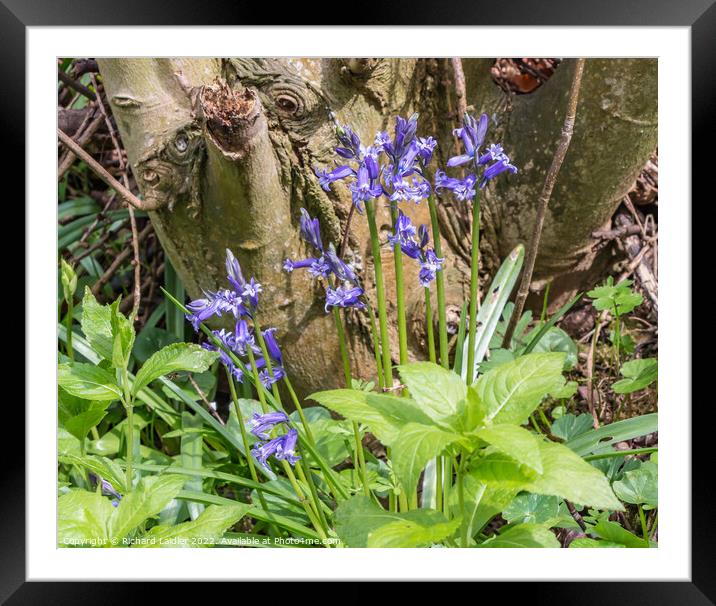 First Bluebells of Spring Framed Mounted Print by Richard Laidler