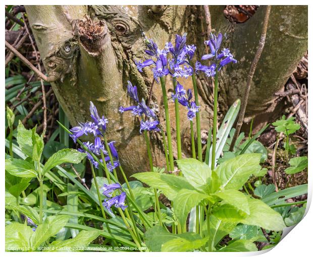 First Bluebells of Spring Print by Richard Laidler
