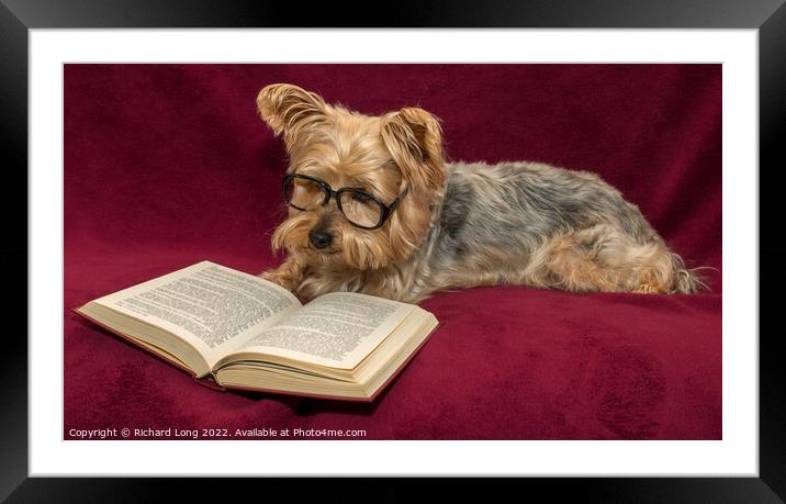 Yorkshire terrier and Glasses Framed Mounted Print by Richard Long