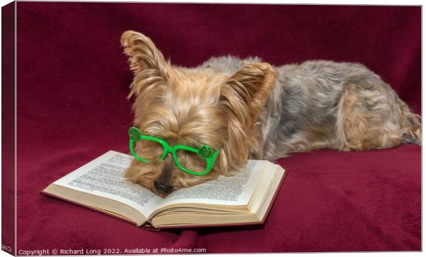 Yorkshire terrier and Glasses Canvas Print by Richard Long