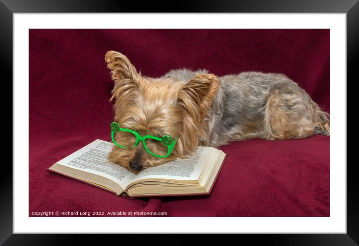 Yorkshire terrier and Glasses Framed Mounted Print by Richard Long