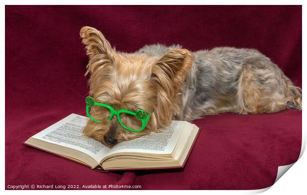 Yorkshire terrier and Glasses Print by Richard Long