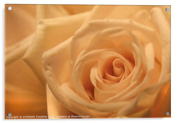 Peach Rose Acrylic by STEPHEN THOMAS