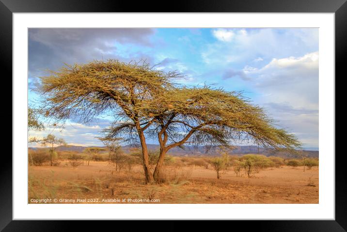 Acacia Tree Framed Mounted Print by Margaret Ryan