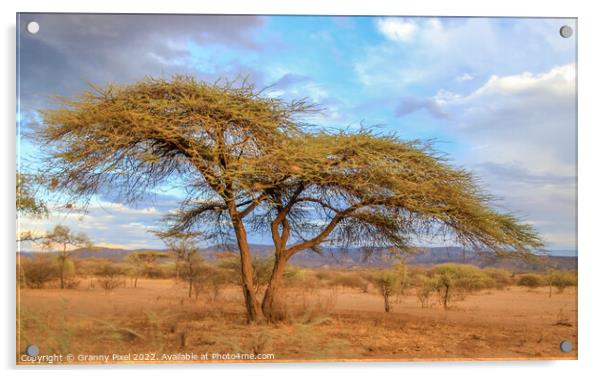 Acacia Tree Acrylic by Margaret Ryan