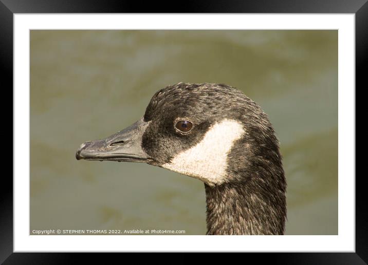 Canada Goose Head Shot Framed Mounted Print by STEPHEN THOMAS