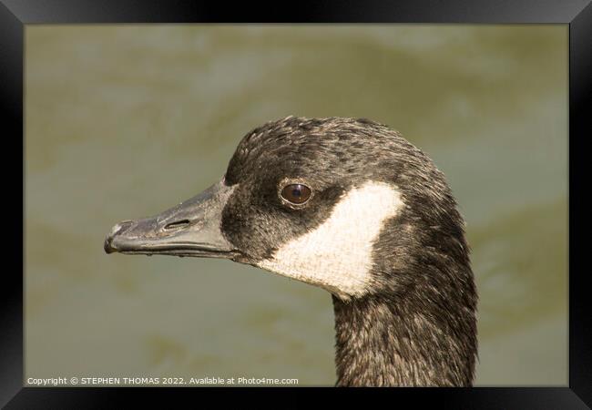 Canada Goose Head Shot Framed Print by STEPHEN THOMAS