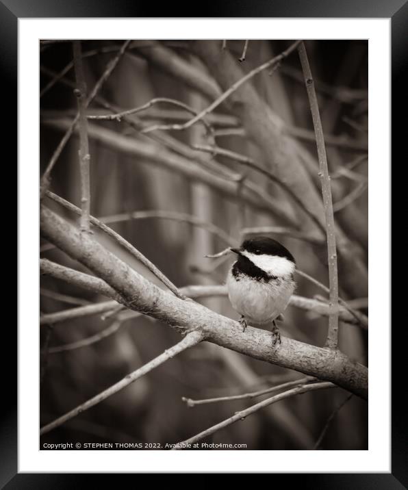 Chickadee in B&W Sepia Tone Framed Mounted Print by STEPHEN THOMAS