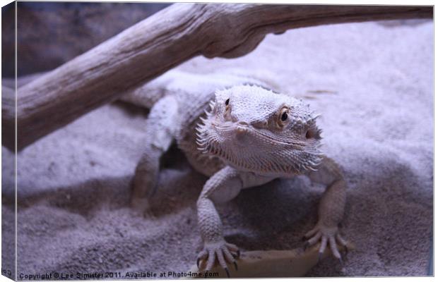 Nigel - Fearless Bearded Dragon Canvas Print by Lee Simister