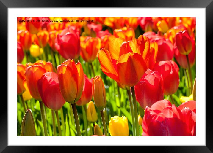 Mass of Tulips Framed Mounted Print by Jim Jones