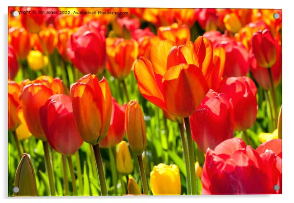 Mass of Tulips Acrylic by Jim Jones
