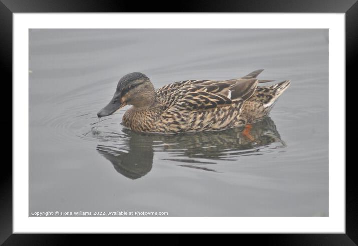 Duck Framed Mounted Print by Fiona Williams