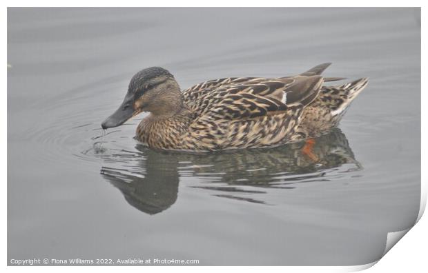 Duck Print by Fiona Williams