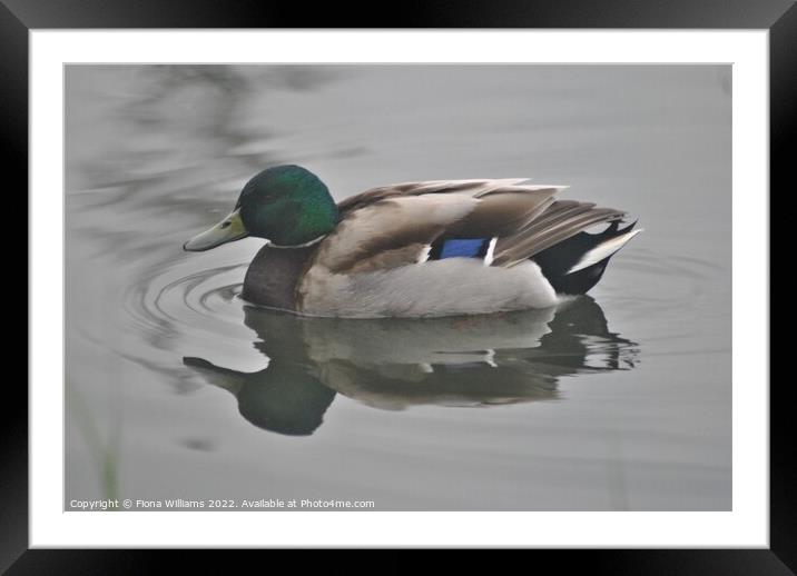 Duck Framed Mounted Print by Fiona Williams