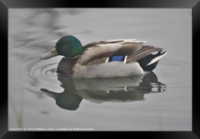 Duck Framed Print by Fiona Williams