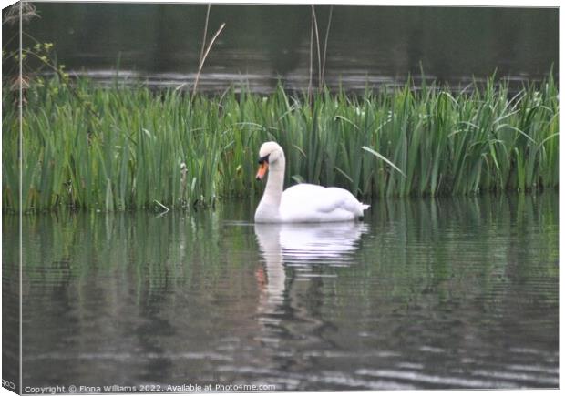 Swan on the water Canvas Print by Fiona Williams