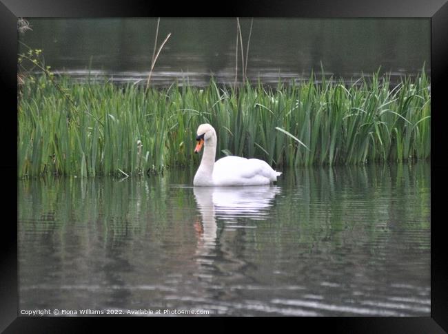 Swan on the water Framed Print by Fiona Williams