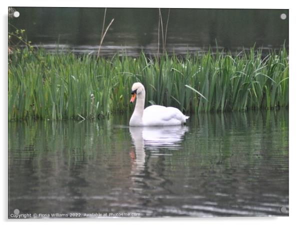 Swan on the water Acrylic by Fiona Williams