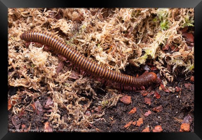 Amber West African Millipede, Pelmatojulus ligulatus Framed Print by Gregory Culley