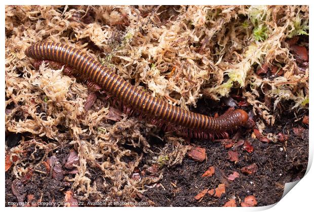 Amber West African Millipede, Pelmatojulus ligulatus Print by Gregory Culley