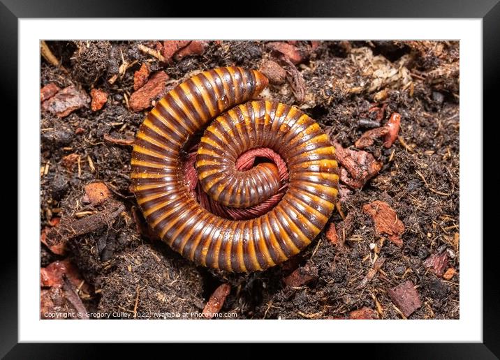 Amber West African Millipede curled up, Pelmatojulus ligulatus Framed Mounted Print by Gregory Culley