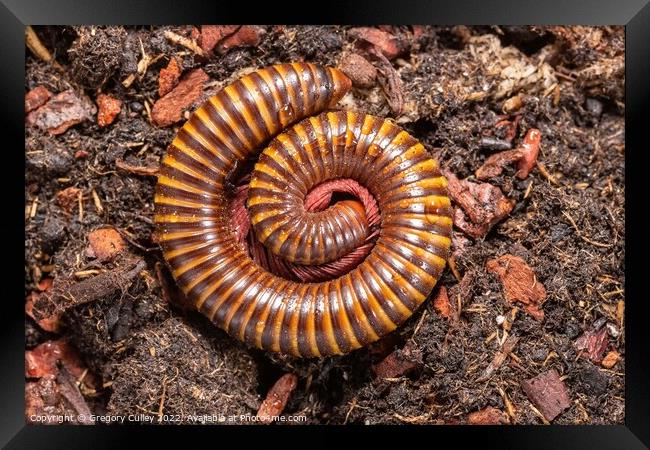 Amber West African Millipede curled up, Pelmatojulus ligulatus Framed Print by Gregory Culley