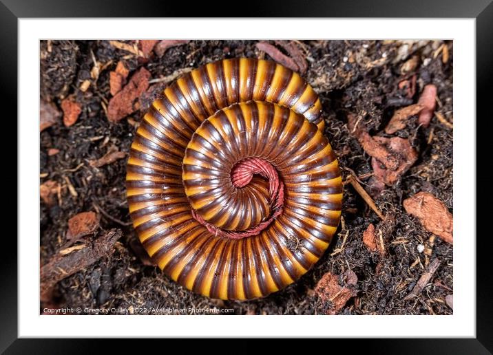 Amber West African Millipede curled up, Pelmatojulus ligulatus Framed Mounted Print by Gregory Culley