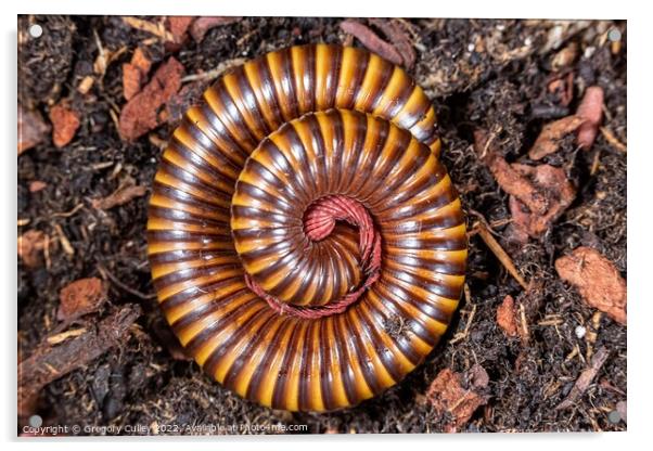 Amber West African Millipede curled up, Pelmatojulus ligulatus Acrylic by Gregory Culley