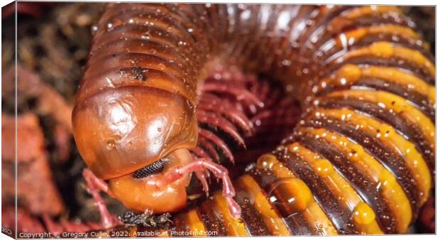 Macro/ close up of Amber West African Millipede Canvas Print by Gregory Culley