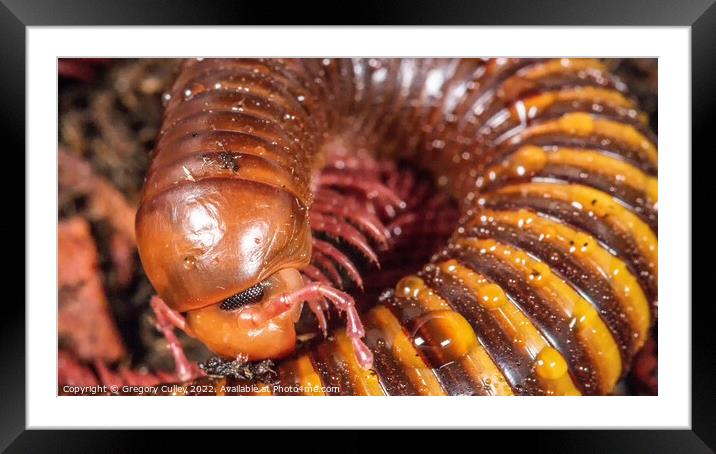 Macro/ close up of Amber West African Millipede Framed Mounted Print by Gregory Culley