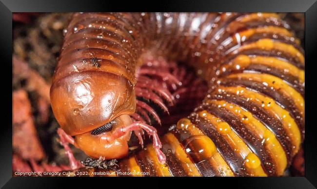 Macro/ close up of Amber West African Millipede Framed Print by Gregory Culley
