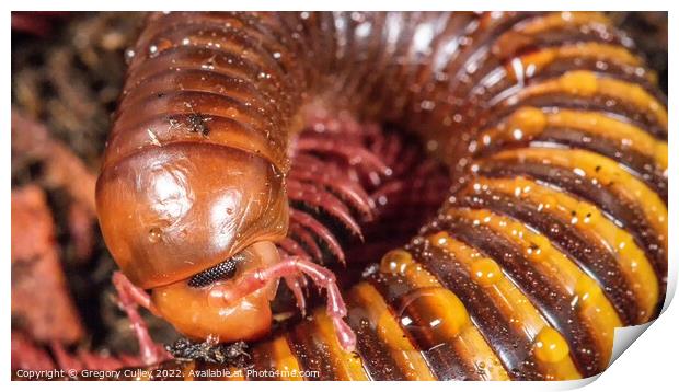 Macro/ close up of Amber West African Millipede Print by Gregory Culley