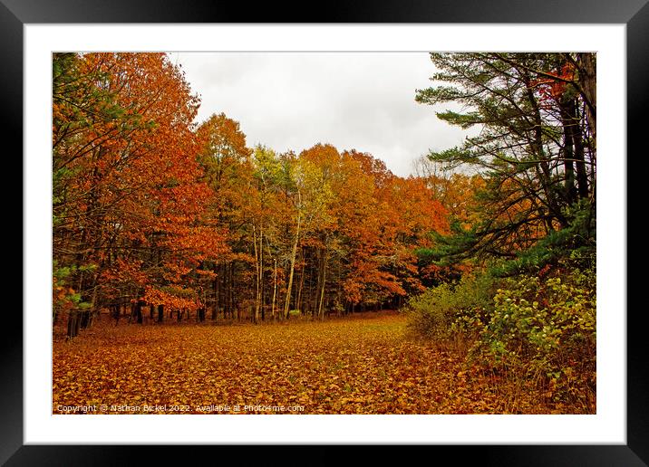 Woodland Clearing on Autumn Day Framed Mounted Print by Nathan Bickel