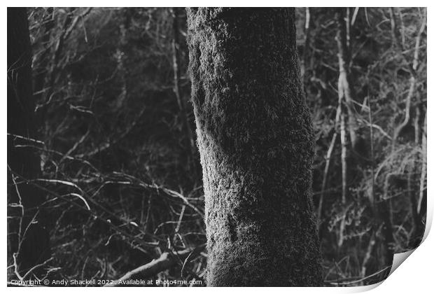 Sunlight on a tree Print by Andy Shackell