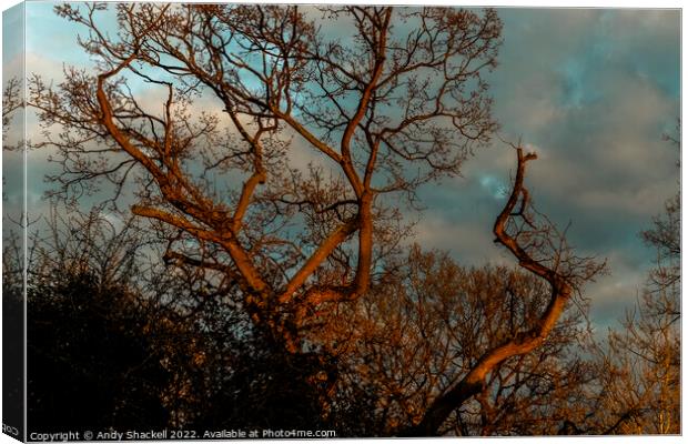 Sunset oak Canvas Print by Andy Shackell